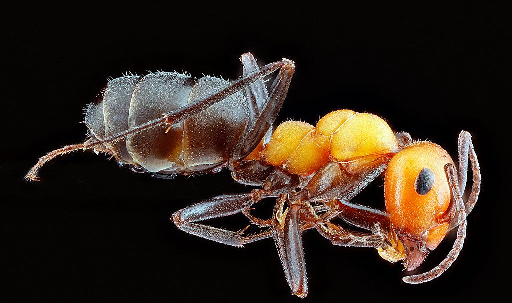 Ant Control service in Mooresville, NC