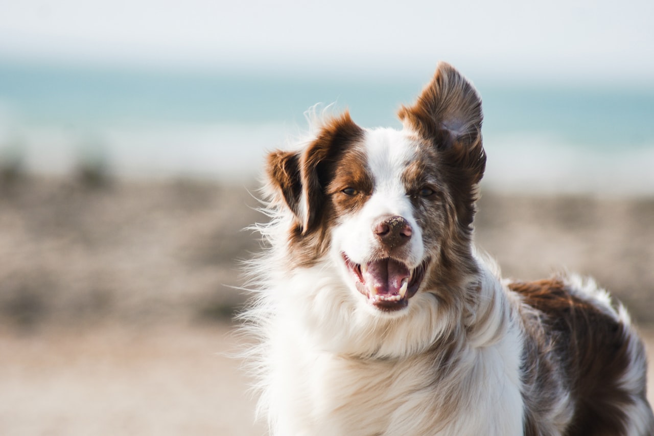 Flea & Tick Control service in Mooresville, NC