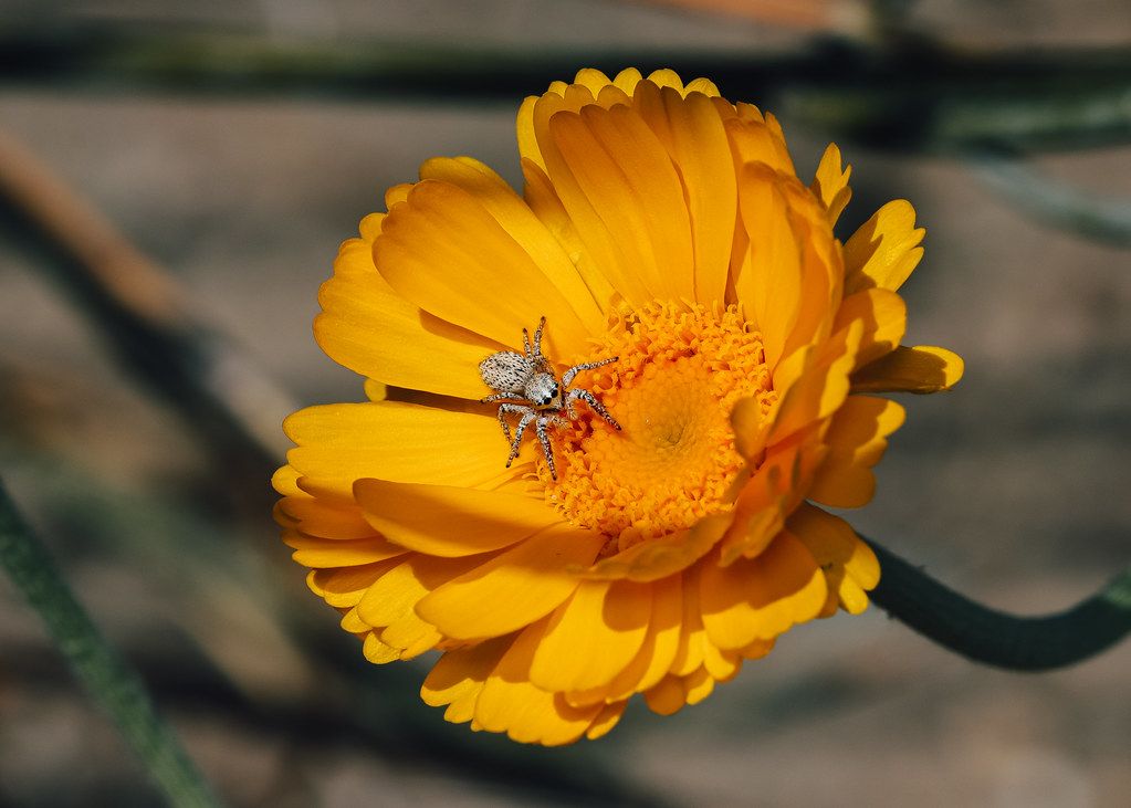 Spider Control service in Mooresville, NC
